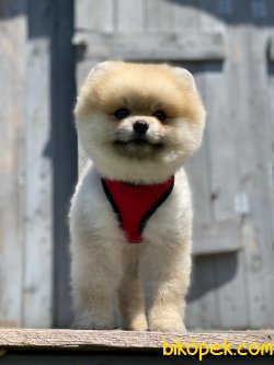 ÇOK TATLI POMERANİAN BOO YAVRULARIMIZ 4
