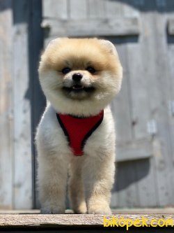 ÇOK TATLI POMERANİAN BOO YAVRULARIMIZ 3