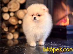 Çok Tatlı Pomeranian Yavruları 5