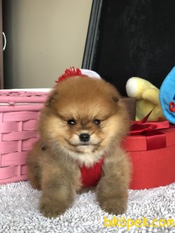 Çok Tatlı Pomeranianboo Yavruları Tedy Face 2