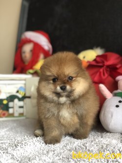 Çok Tatlı Pomeranianboo Yavruları Tedy Face 1