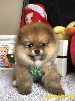 Çok Tatlı Pomeranianboo Yavruları Tedy Face 4