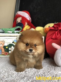 Çok Tatlı Pomeranianboo Yavruları Tedy Face 3