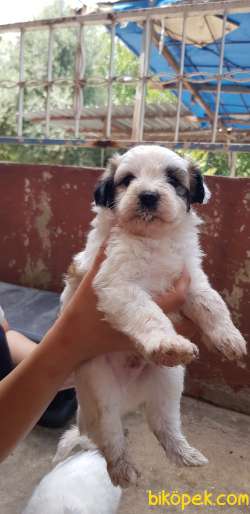 Çok Tatlı Terrier Yavrular 1
