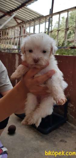 Çok Tatlı Terrier Yavrular 3