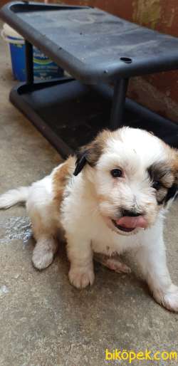 Çok Tatlı Terrier Yavrular 4