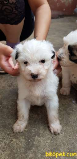 Çok Tatlı Terrier Yavrular 2