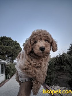 ÇOK TATLI TOY POODLE YAVRULARIMIZ 2