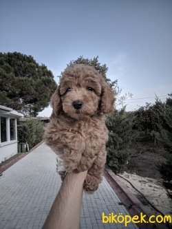 ÇOK TATLI TOY POODLE YAVRULARIMIZ 1
