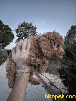 ÇOK TATLI TOY POODLE YAVRULARIMIZ 3