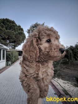 ÇOK TATLI TOY POODLE YAVRULARIMIZ 4