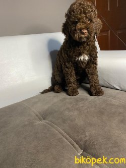 Çok Tatlı Toy Poodle Yavrularımız 3