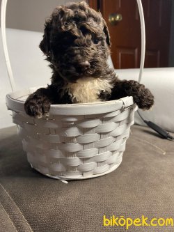 Çok Tatlı Toy Poodle Yavrularımız 2
