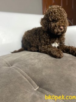 Çok Tatlı Toy Poodle Yavrularımız 1