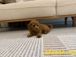 Çok Uysal Toy Poddle