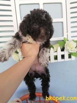 Çok Zeki Poodle Yavrum Yeni Yuvasını Arıyor 2