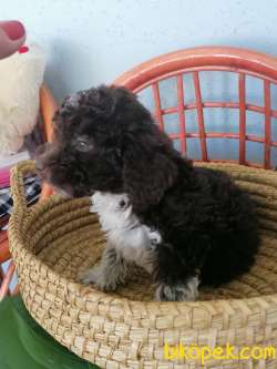 Çok Zeki Poodle Yavrum Yeni Yuvasını Arıyor 3