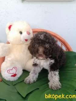 Çok Zeki Poodle Yavrum Yeni Yuvasını Arıyor 1