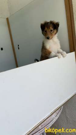 Collie-Lassie 2
