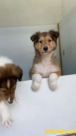 Collie-Lassie 1