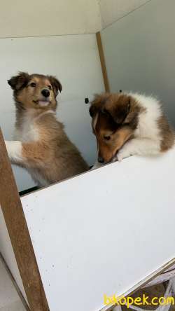 Collie-Lassie 2