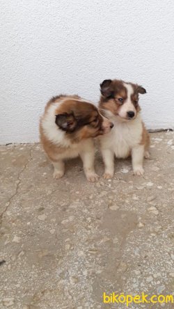 Collie Yavrularımız Lessy 3