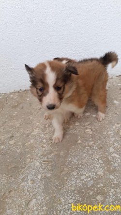 Collie Yavrularımız Lessy 2