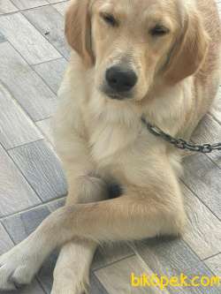 Cookie 2