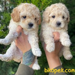 Cream Color Toy Poodle Apricot Yavrular 4