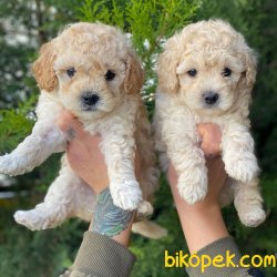 Cream Color Toy Poodle Apricot Yavrular 2