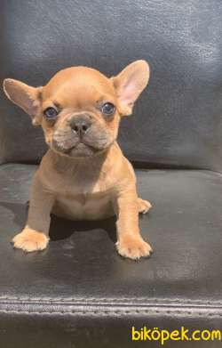 CREAM FAWN RENGİ HARİKA ANATOMİK YAPIDA FRENCH BULLDOG 2