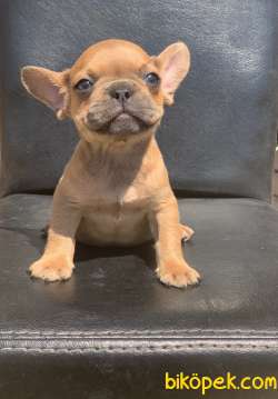 CREAM FAWN RENGİ HARİKA ANATOMİK YAPIDA FRENCH BULLDOG 4