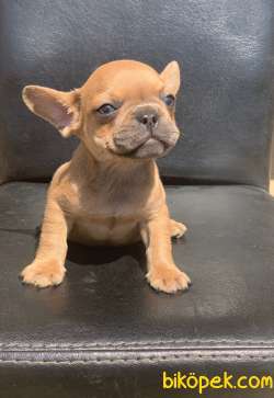 CREAM FAWN RENGİ HARİKA ANATOMİK YAPIDA FRENCH BULLDOG 3