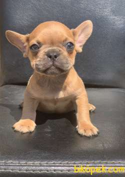CREAM FAWN RENGİ HARİKA ANATOMİK YAPIDA FRENCH BULLDOG