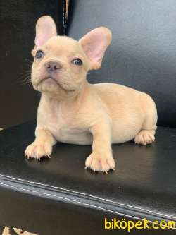 CREAM PLATİN ERKEK FRENCH BULLDOG 3