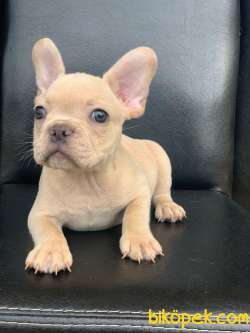 CREAM PLATİN ERKEK FRENCH BULLDOG 2