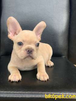 CREAM PLATİN ERKEK FRENCH BULLDOG 4
