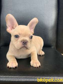 CREAM PLATİN ERKEK FRENCH BULLDOG 2