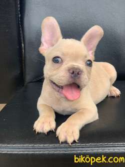 CREAM PLATİN ERKEK FRENCH BULLDOG