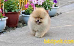 Cream Pomeranian Boo 3