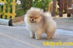 Cream Pomeranian Boo 1