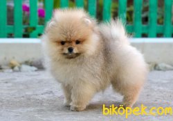 Cream Pomeranian Boo 2