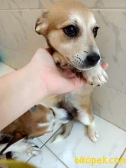 Cuvava Welsh Corgi Melezi 3