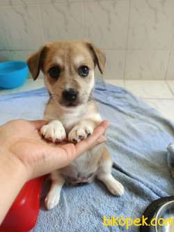 Cuvava Welsh Corgi Melezi 1