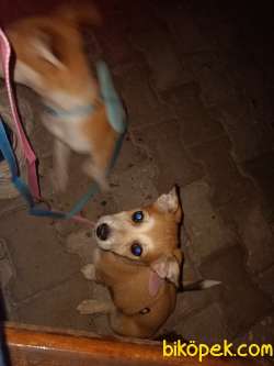 Cuvava Welsh Corgi Melezi 2