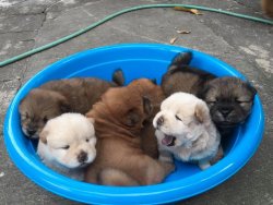 KIZIL VE BEYAZ CHOW CHOW ÇİN ASLANI YAVRULARI 3