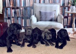 CANE CORSO YAVRULARIMIZ 5