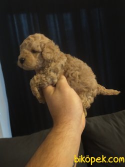 TOY POODLE YAVRULAR 2