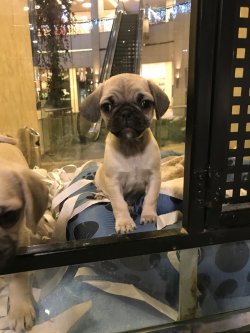 Pug Mops Yavrularımız 1
