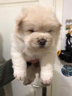 Chow Chow (Çin Aslanı) Yavruları 3